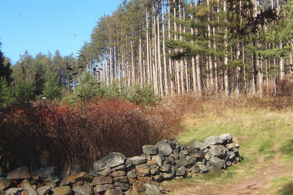 Stone wall in front of pine forest.