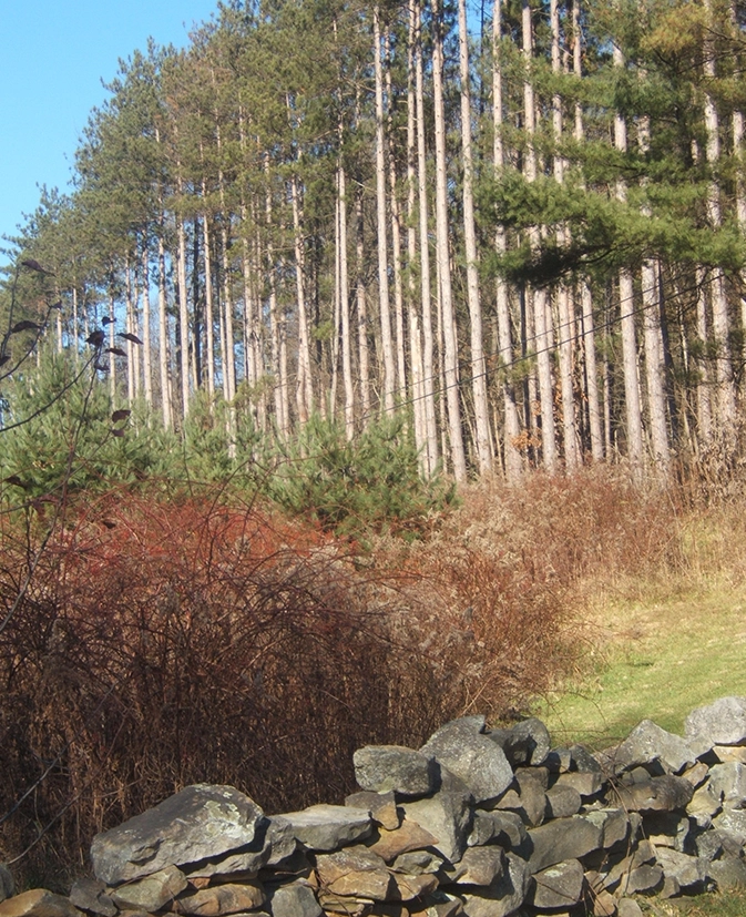 Stone wall in front of pine trees.